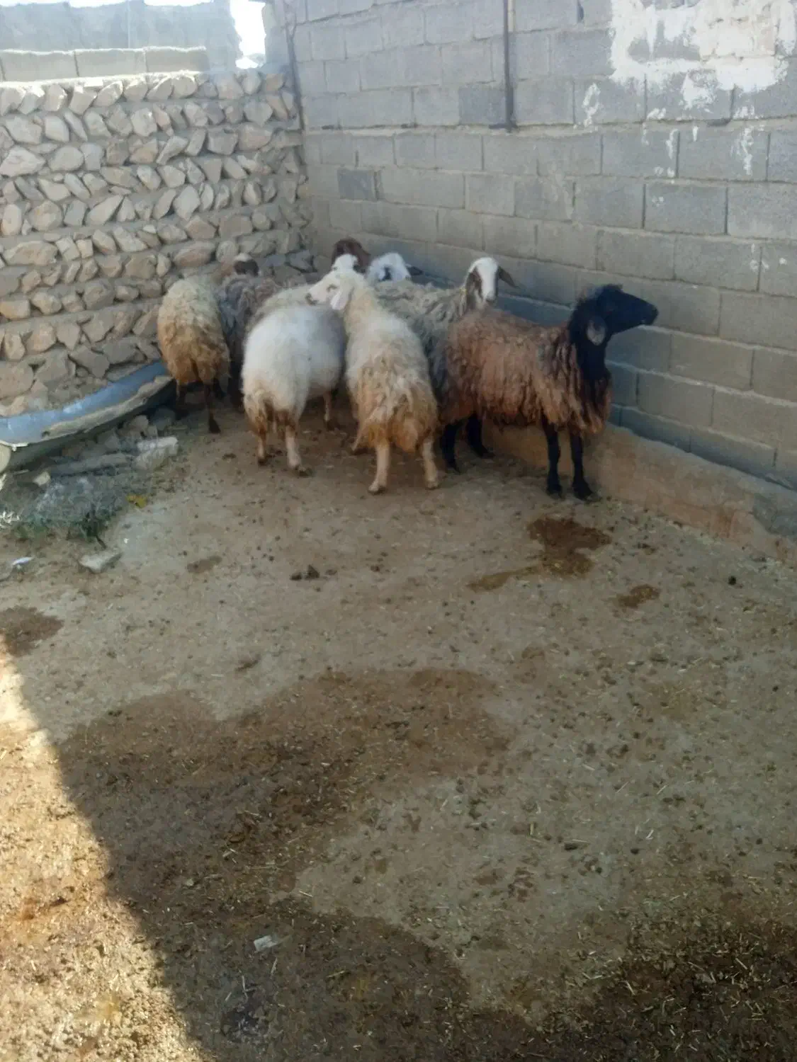 ۸راس میش|حیوانات مزرعه|کوهدشت, |دیوار