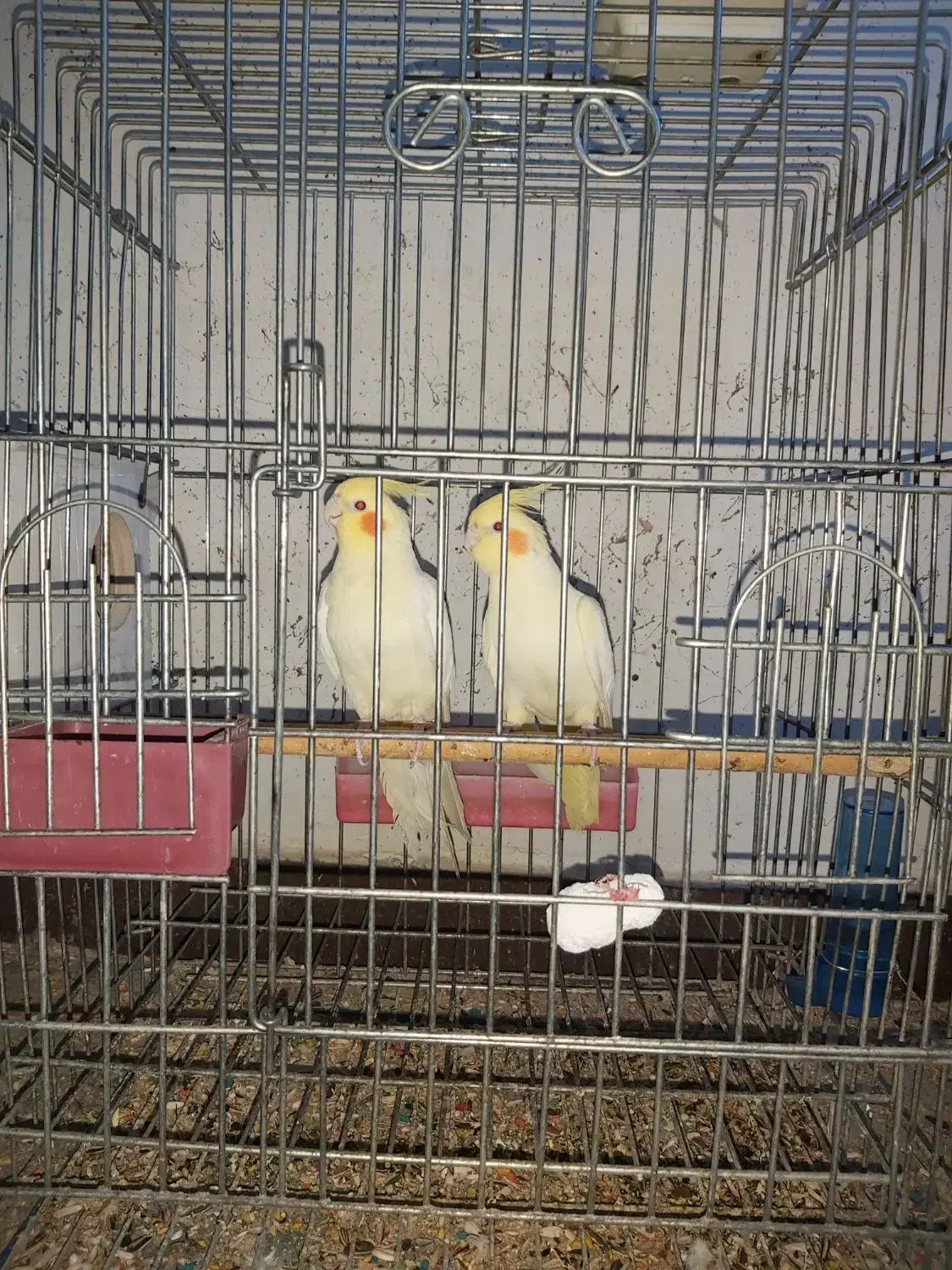 فروش تعدادی عروس هلندی لوتینو|پرنده|اهواز, پردیس|دیوار