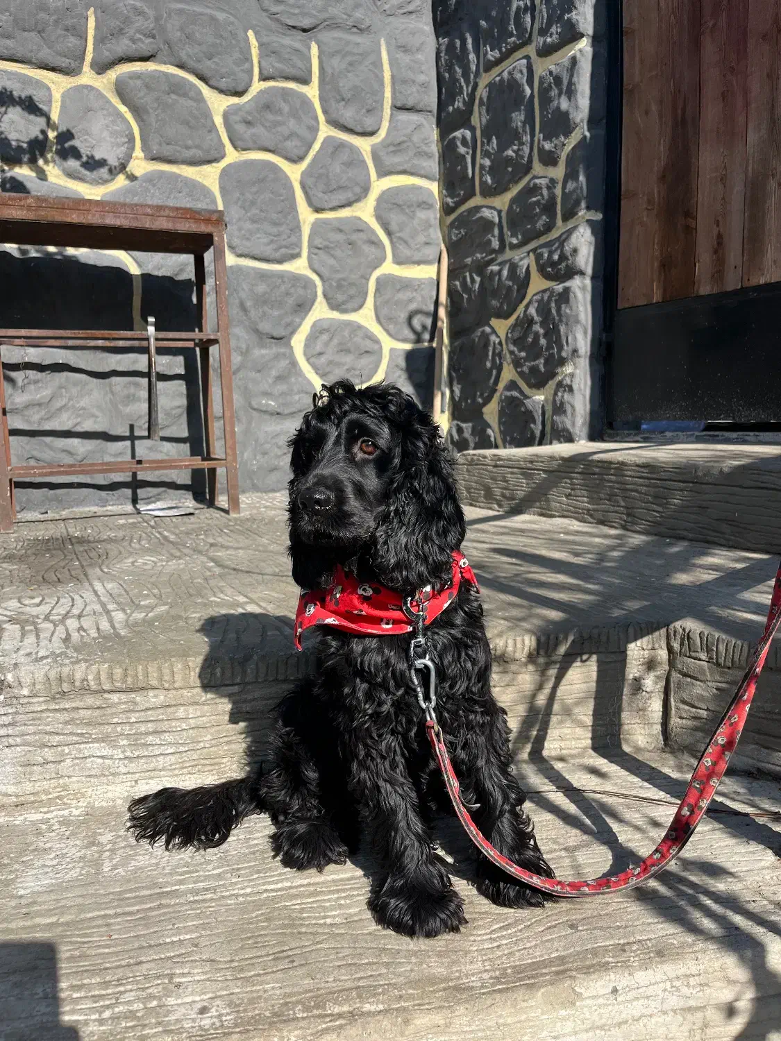 گمشده|حیوانات|هشتگرد, تهران دشت|دیوار