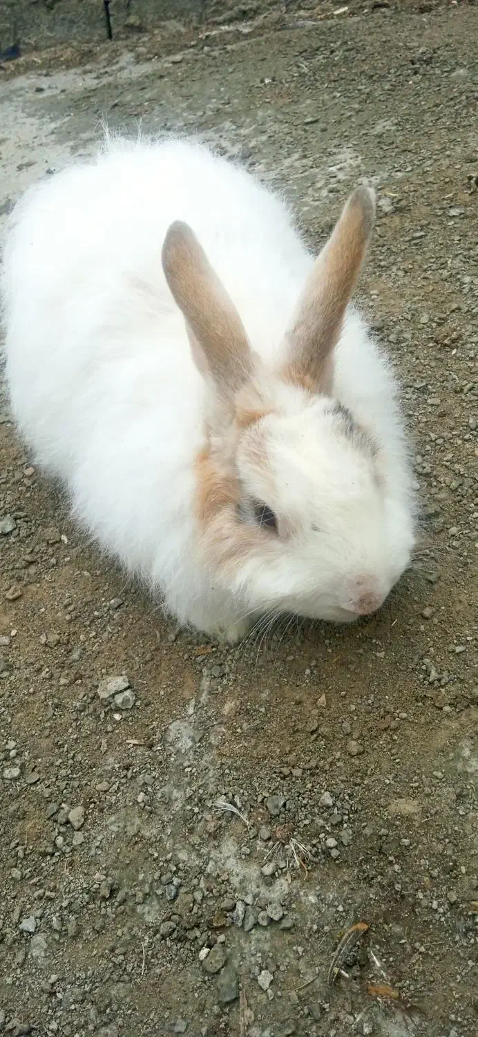 خرگوش|موش و خرگوش|مشگین شهر, |دیوار