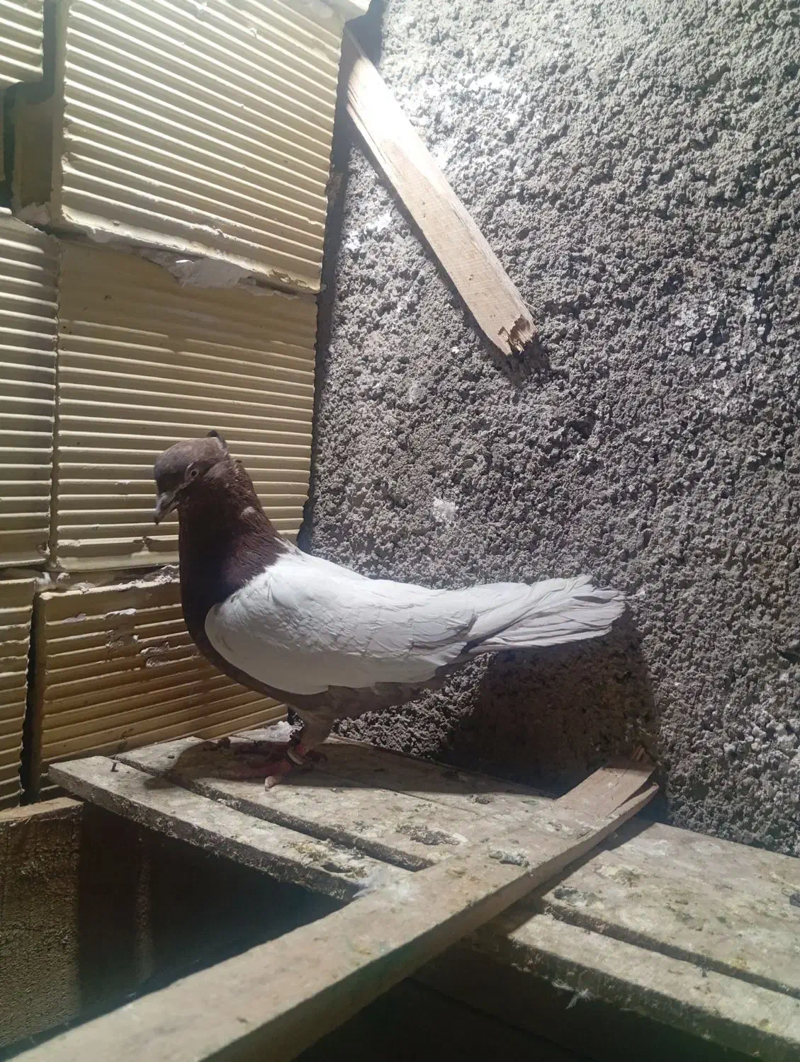 کفتر|پرنده|رباط‌کریم, شترخوار|دیوار