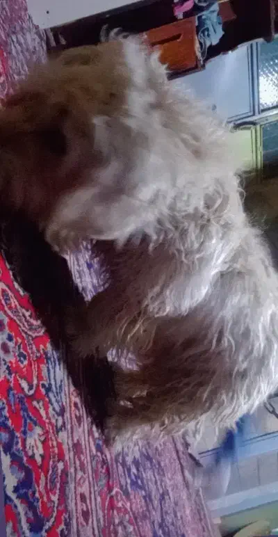 سگ پا کوتاه بفروش میرسد2700|سگ|بیرجند, |دیوار