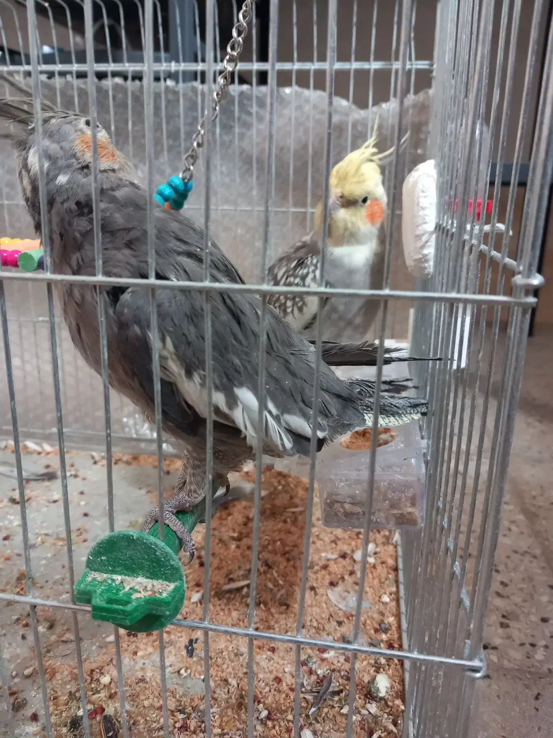 عروس هلندی شیطون تخم گذار|پرنده|طسوج, |دیوار