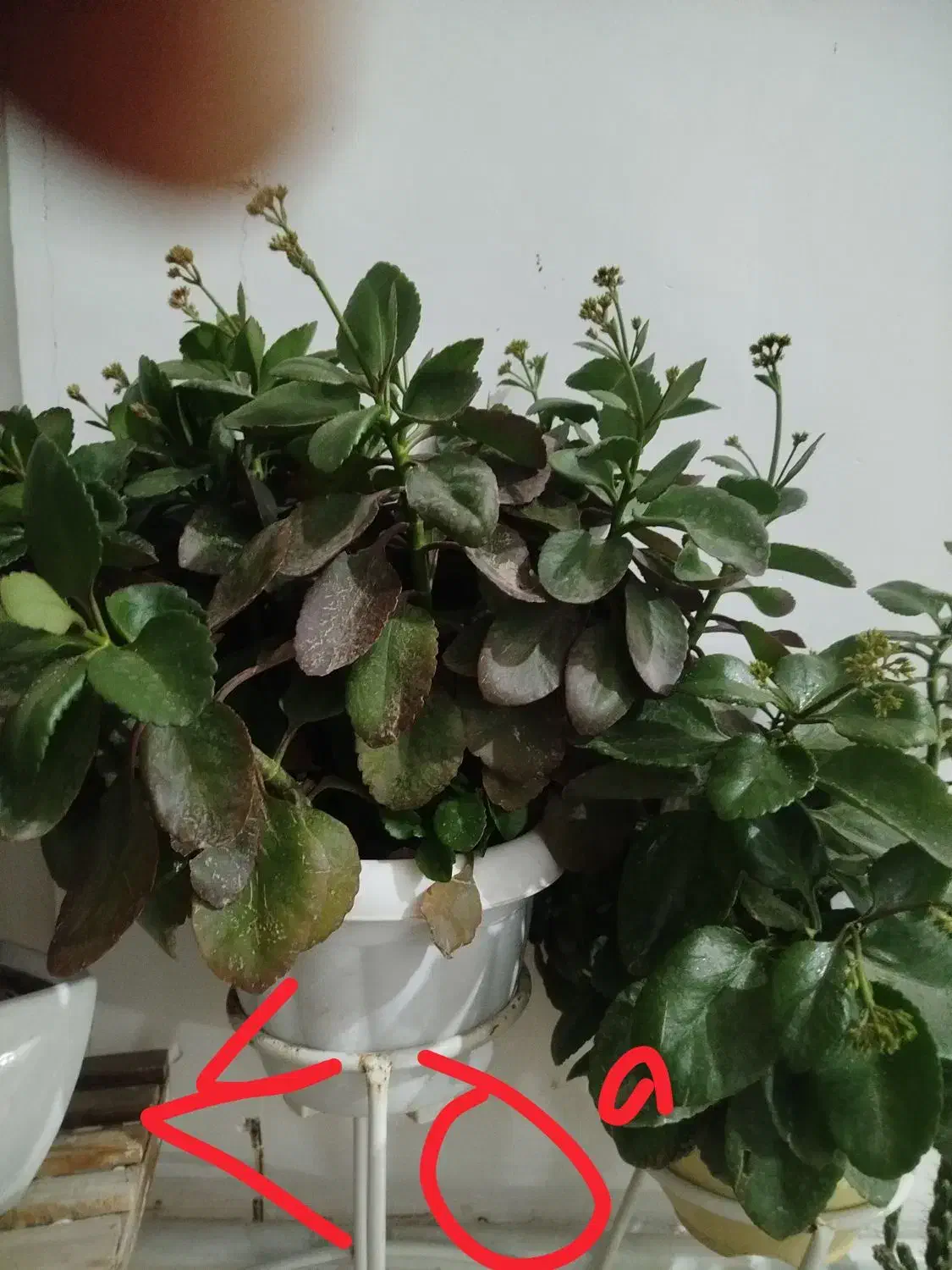 گل وگیاه|گل و گیاه طبیعی|مشهد, مقدم|دیوار