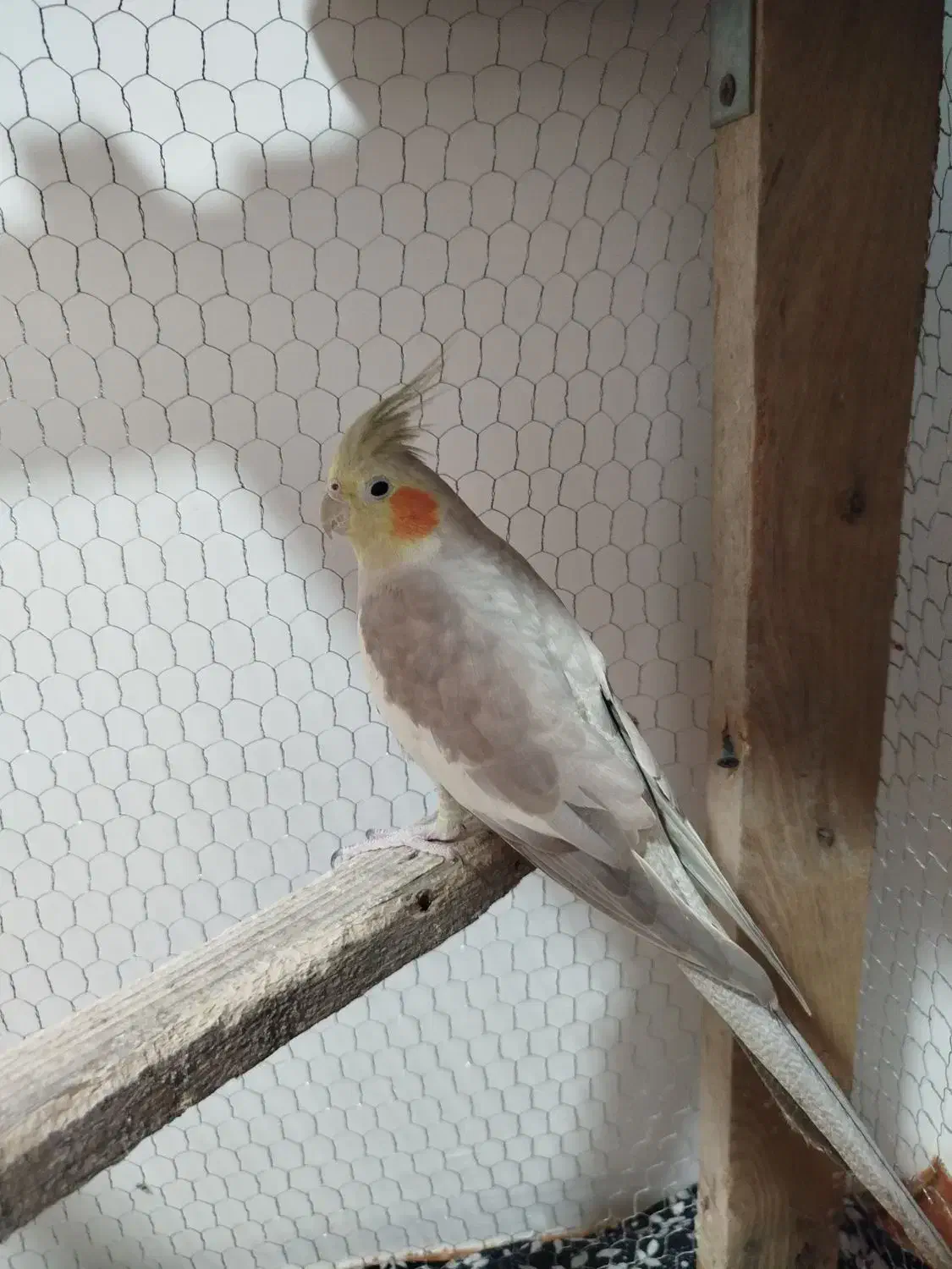 عروس هلندی|پرنده|مزرعه کتول, |دیوار