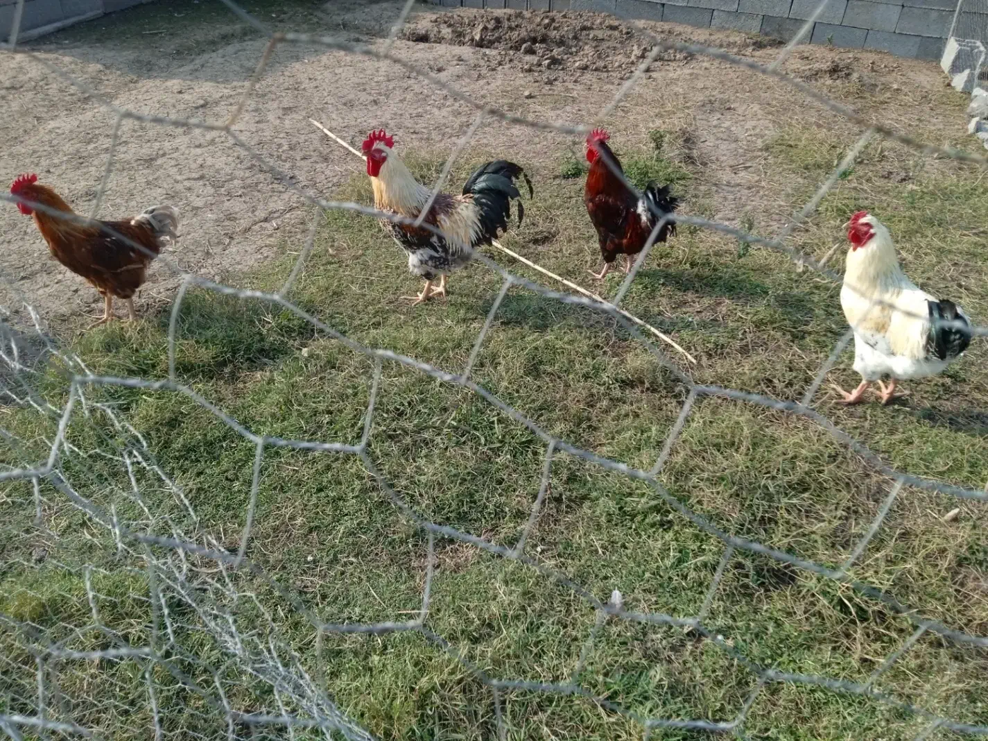 بوقلمون ارگانیک و خروس محلی|حیوانات مزرعه|سنگر, |دیوار