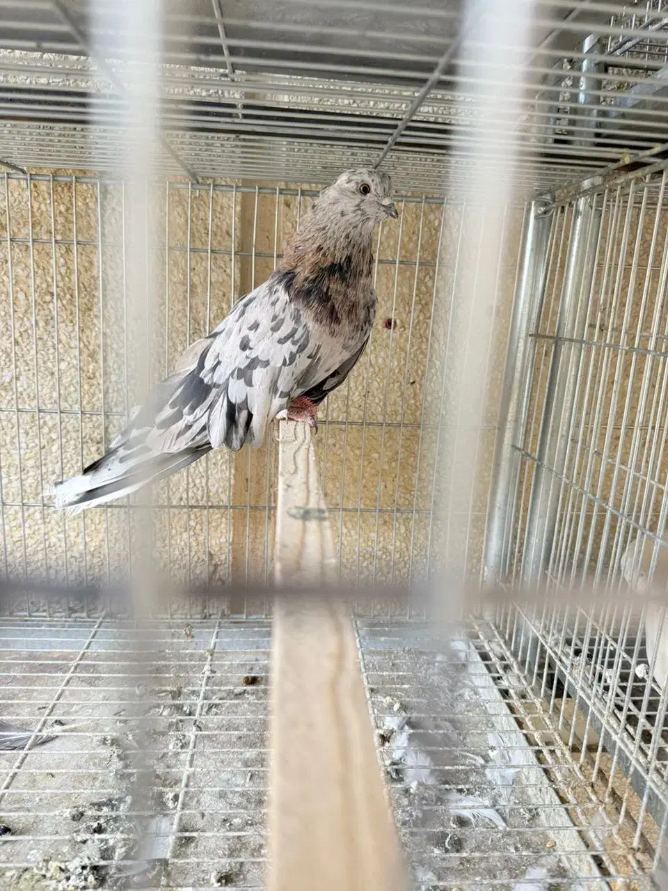 کبوتر سرور قواره دار عتیقه نر جوان|پرنده|چهاردانگه (تهران), |دیوار