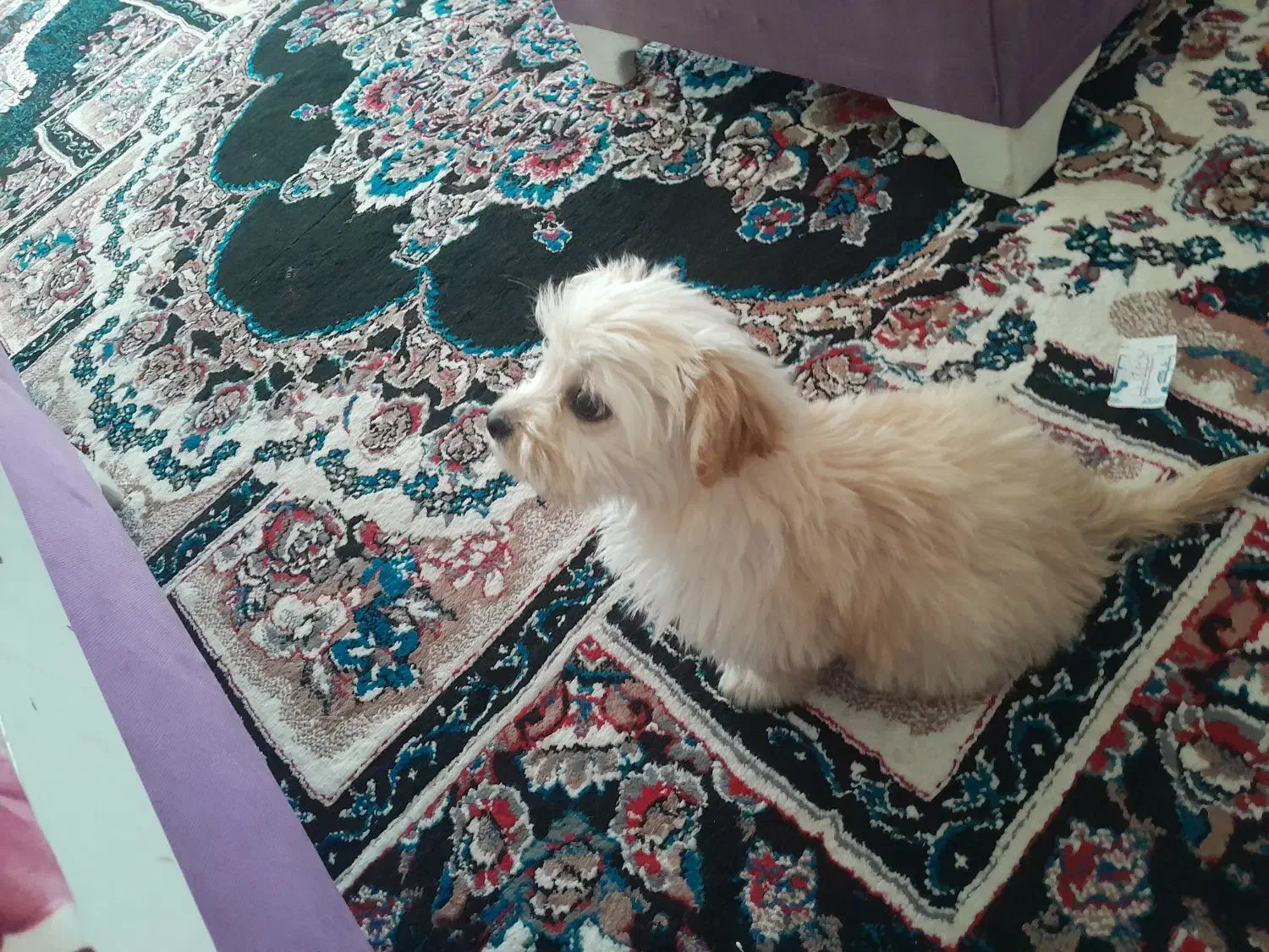 شیتزو دو وجب|سگ|اردبیل, |دیوار