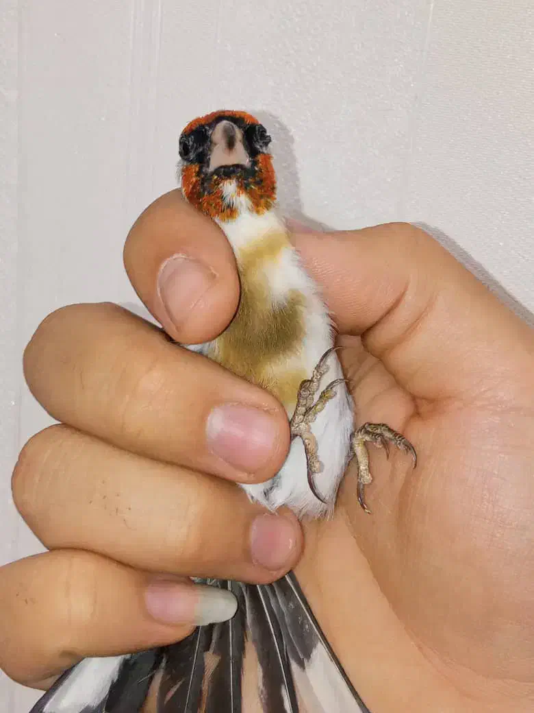 سهره نر عطیقه چونه سفید لوپ دودی|پرنده|تهران, مسعودیه|دیوار