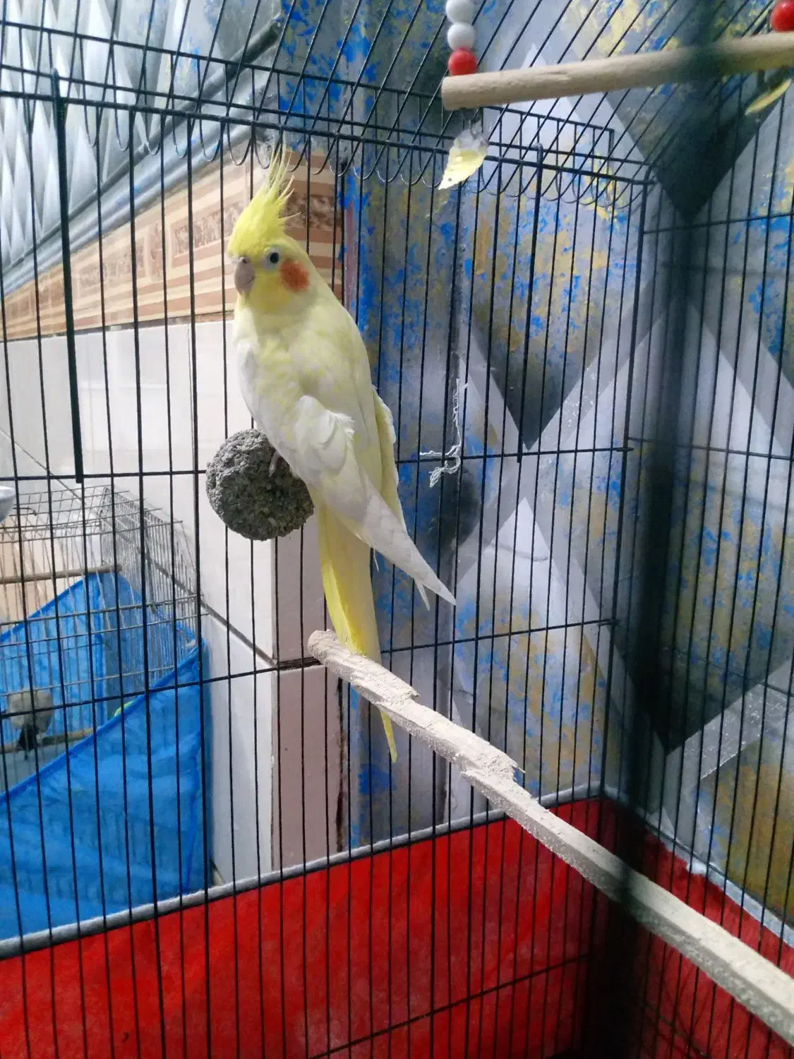 عروس هلندی|پرنده|خرمشهر, |دیوار