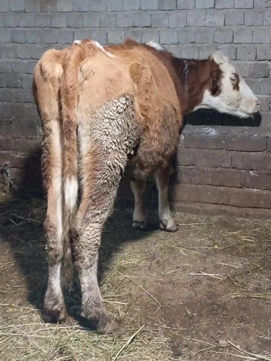 گاو شیری سمینتال|حیوانات مزرعه|نظر کهریزی, |دیوار