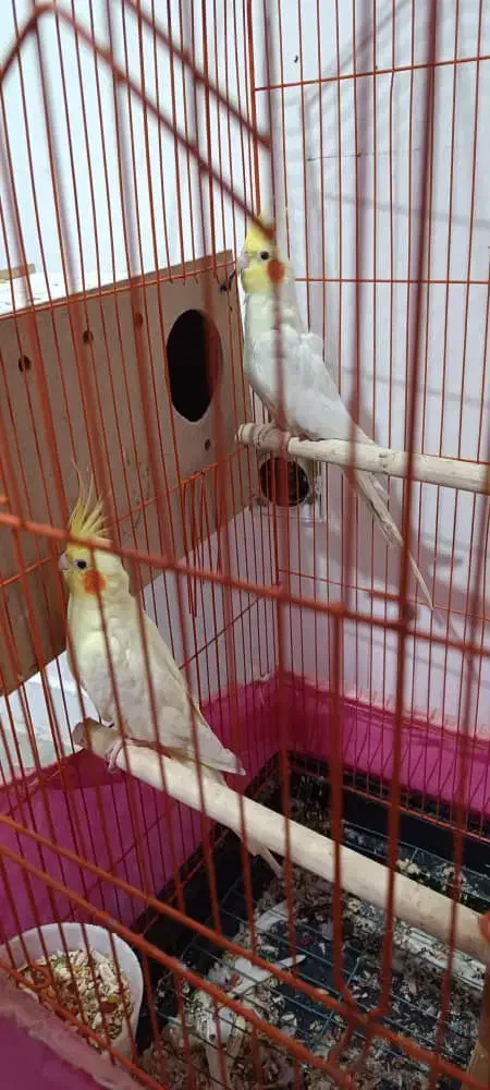 جفت عروس پاریس مولد معاوضه می‌شود|پرنده|اهواز, سپیدار|دیوار