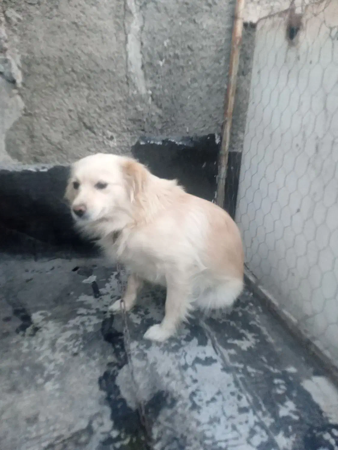 سگ ماده اشپیتز ۲ساله|سگ|وحیدیه, |دیوار