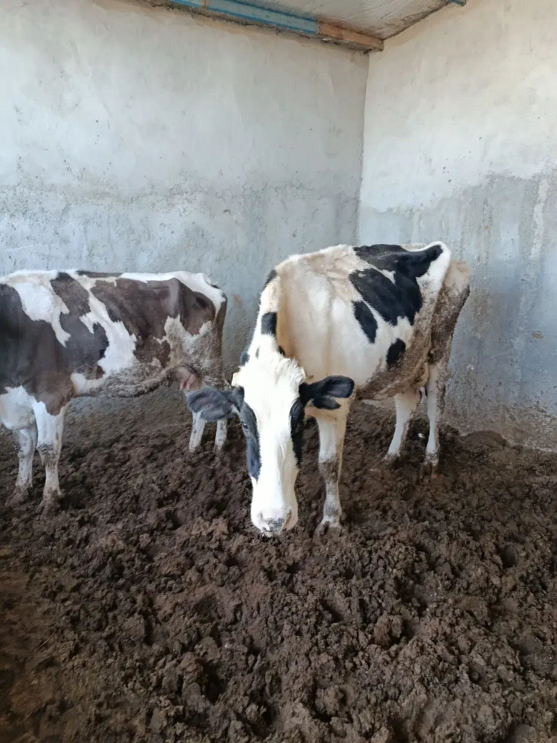 گاو زایده با گوساله|حیوانات مزرعه|مود, |دیوار