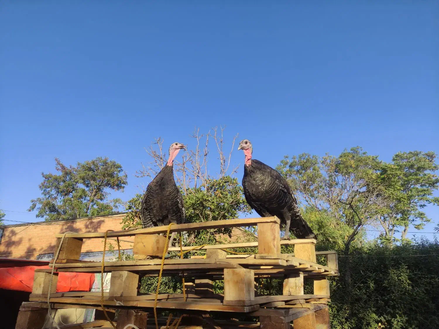 بوقلمون|پرنده|کبودرآهنگ, |دیوار