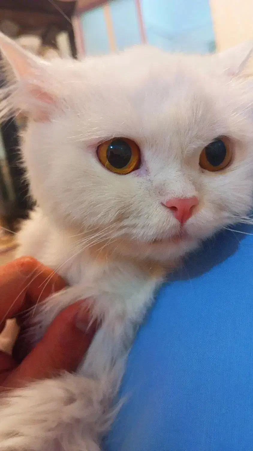 گربه پرشین|گربه|رفسنجان, |دیوار