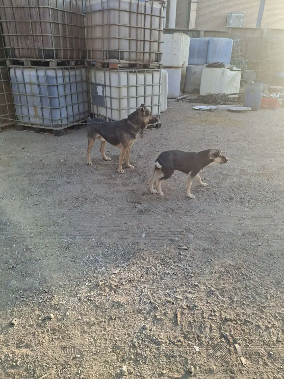 واگذاری سگ|سگ|ساوه, |دیوار