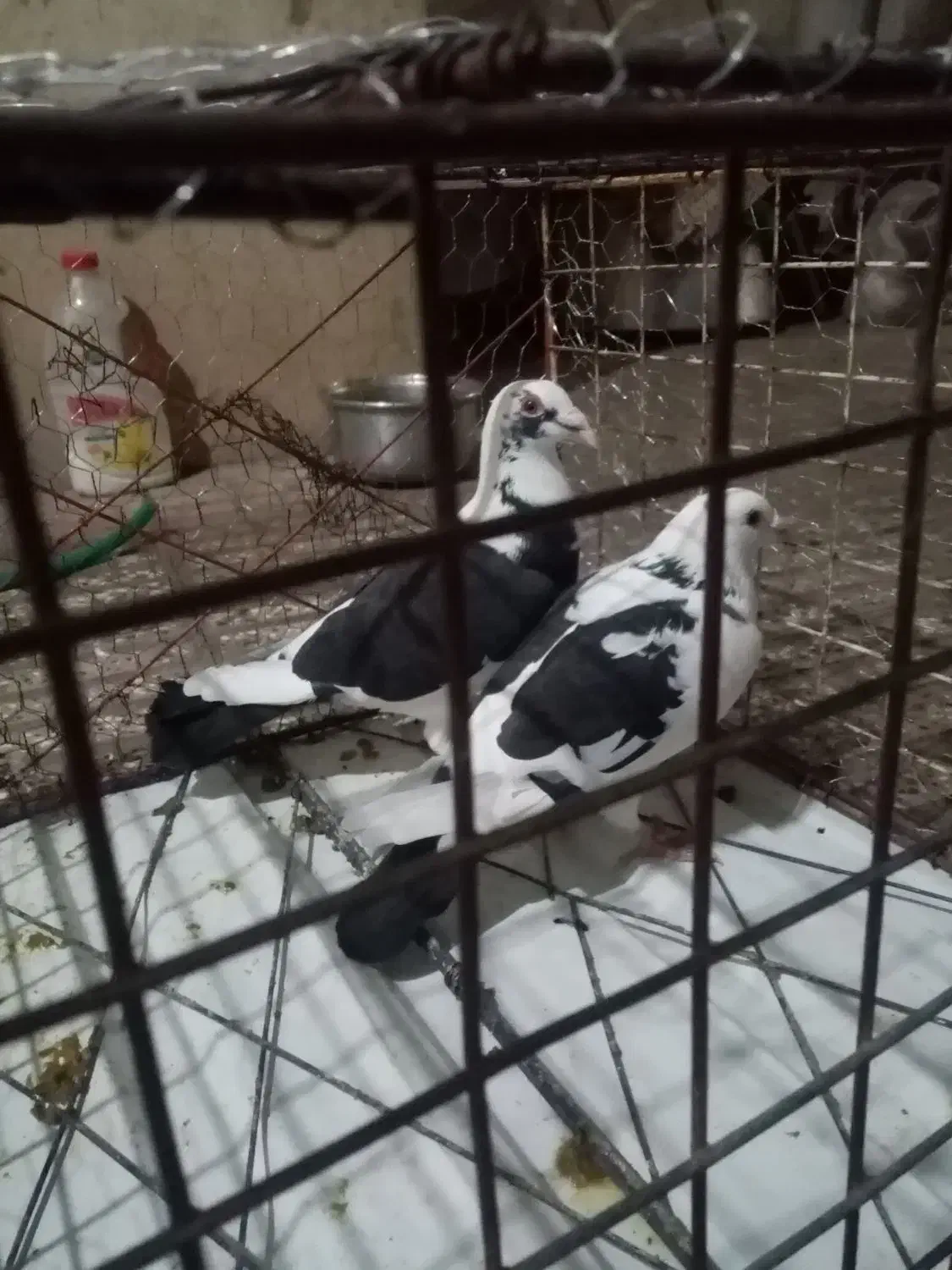 المانی|پرنده|رامیان, |دیوار