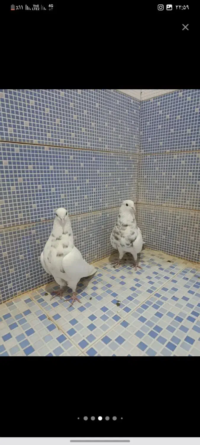 خفیف معاوضه باکبوترهرچه باشه قندی هم کار ندار|ابزارآلات|دهدشت, |دیوار