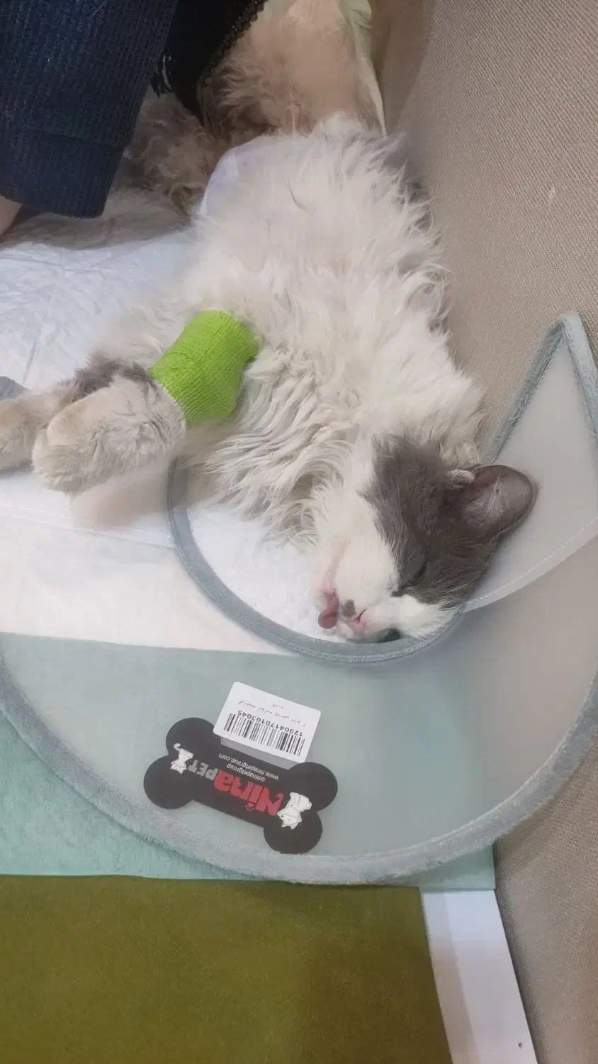 گربهDSH|گربه|تهران, شوش (باغ آذری)|دیوار