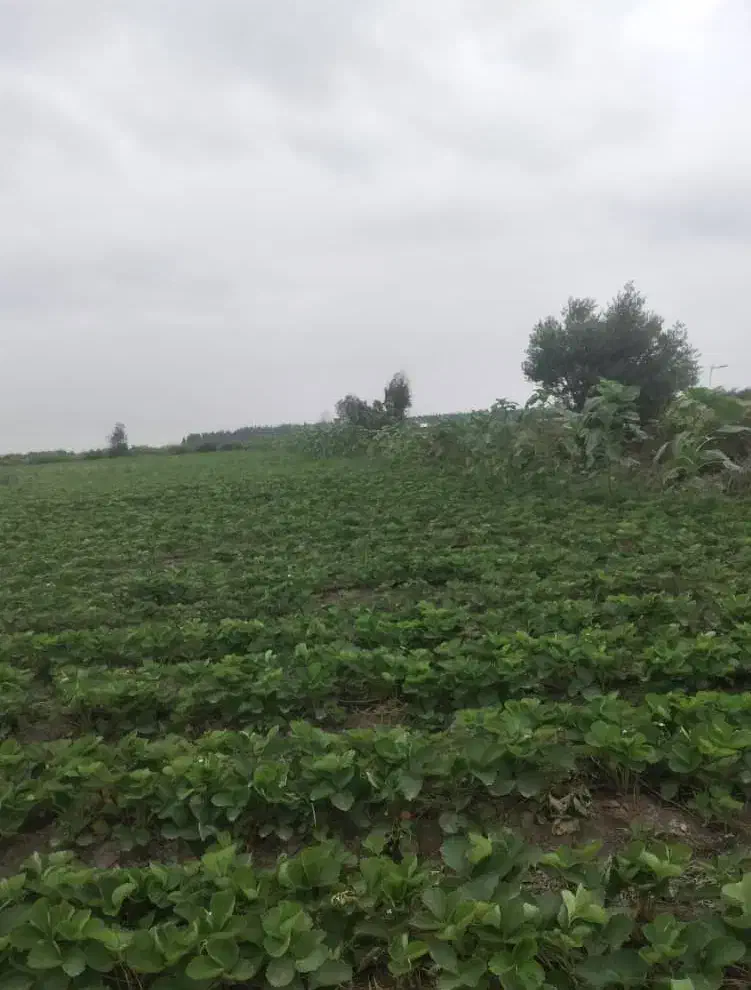 یک و نیم هکتار زمین در امامیه فروش|فروش دفتر صنعتی، کشاورزی، تجاری|خان ببین, |دیوار