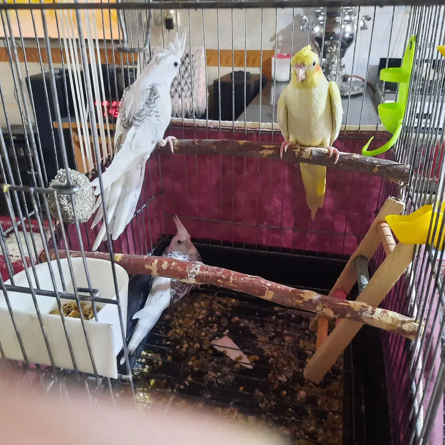 عروس هلندی لطفا آگهی بخونید|پرنده|بوئین زهرا, |دیوار