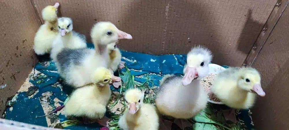 جوجه غاز دورگ وقو|حیوانات مزرعه|رشت, دیانتی|دیوار