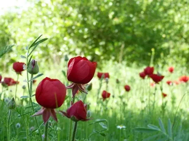 مهدی شهر برخیابان امام جنب بانک کشاورزی|فروش زمین و ملک کلنگی|مهدی شهر, |دیوار