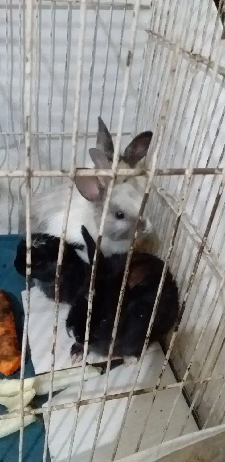 خرگوش|موش و خرگوش|تبریز, |دیوار