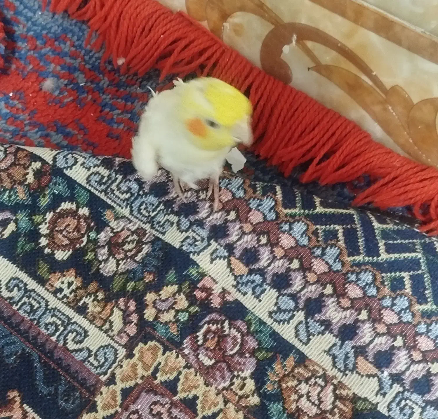 پیدا شده|پرنده|زابل, |دیوار