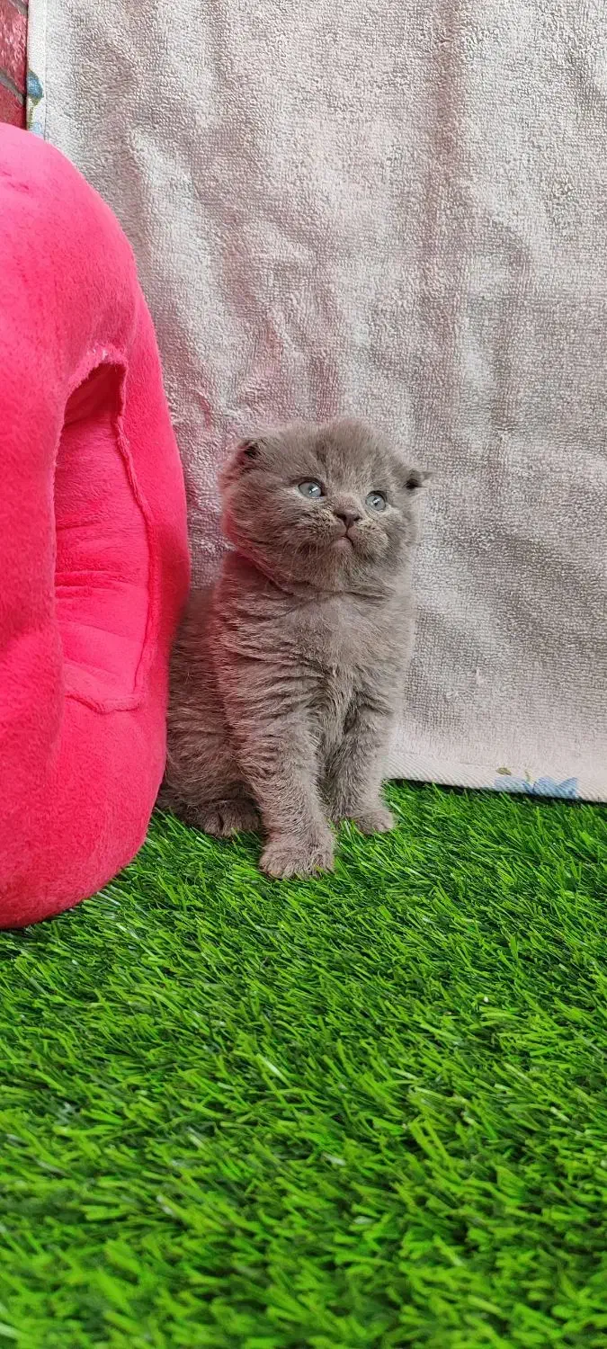 گربه|گربه|قم, صفاشهر|دیوار