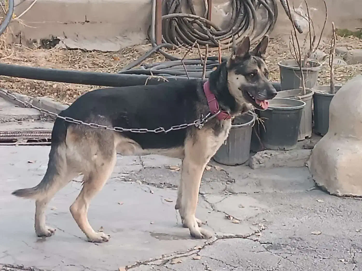 سگ نژاددار|سگ|شهریار, شهرک بهاران (ویره)|دیوار