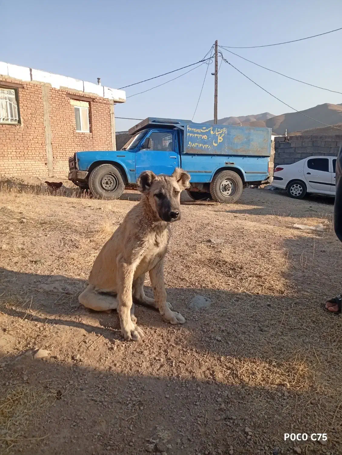 توله سرابی|سگ|چهاردولی, |دیوار