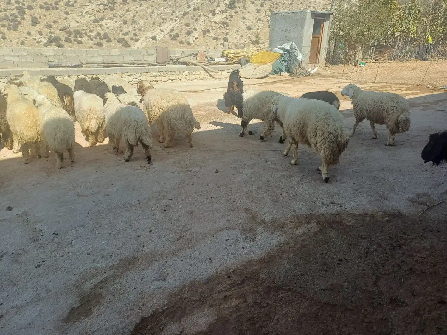 کاور پروآر|حیوانات مزرعه|ایلام, |دیوار