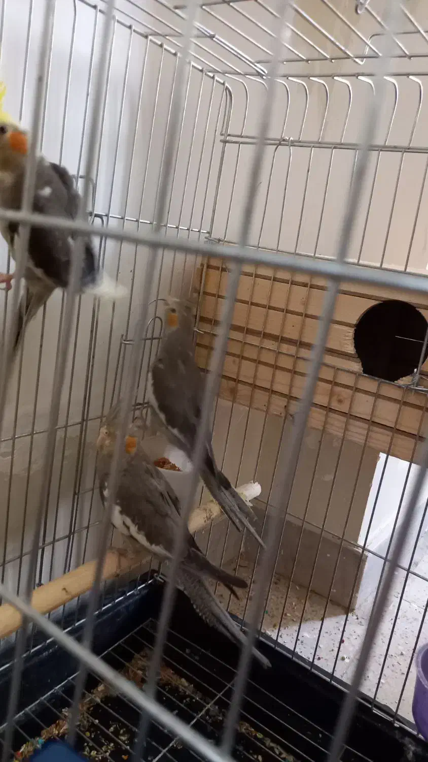 عروس هلندی|پرنده|شیراز, فرودگاه شهید دستغیب شیراز|دیوار