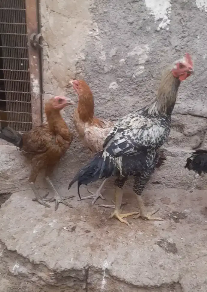 سه عدد جوجه خروس لاری|حیوانات مزرعه|سنگان, |دیوار