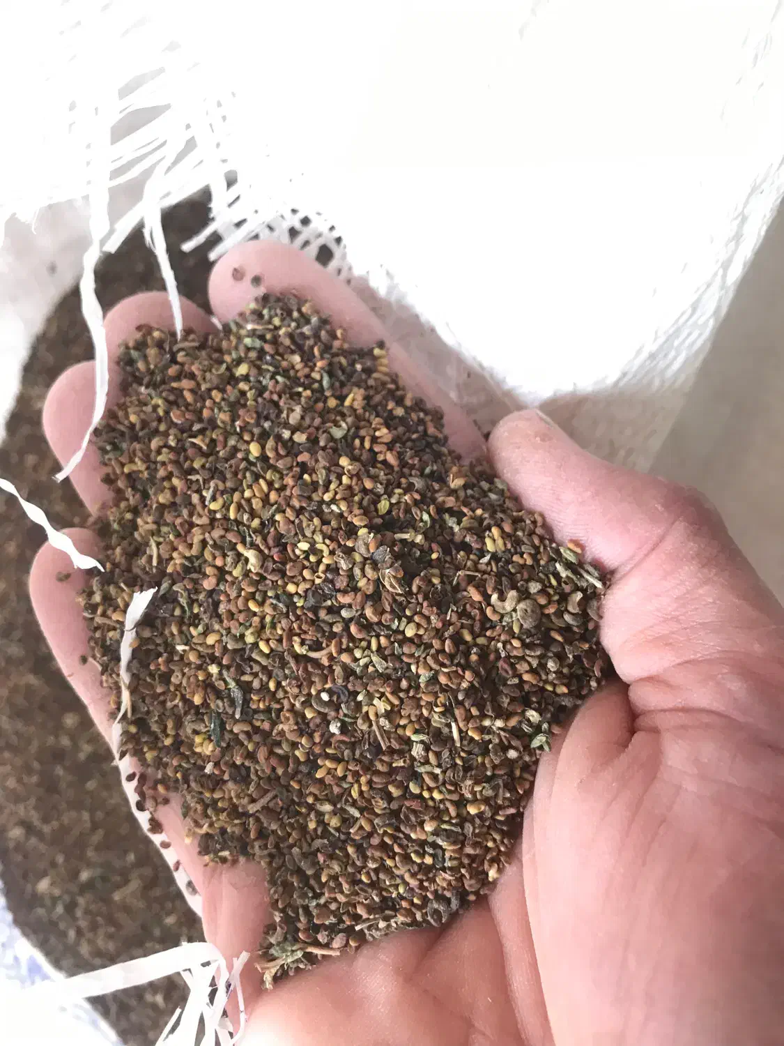 بذر یونجه|خدمات باغبانی و درختکاری|شیراز, فرهنگ شهر|دیوار
