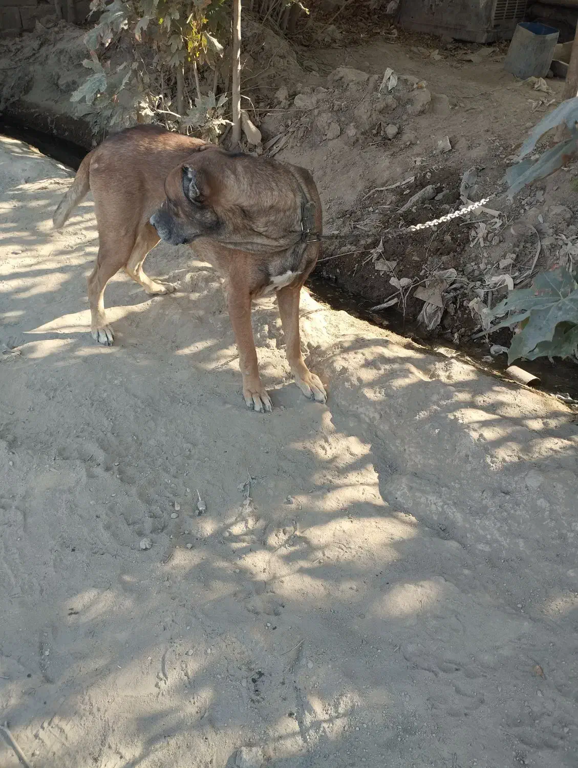 سگ نگهبان|سگ|فردوسیه, |دیوار