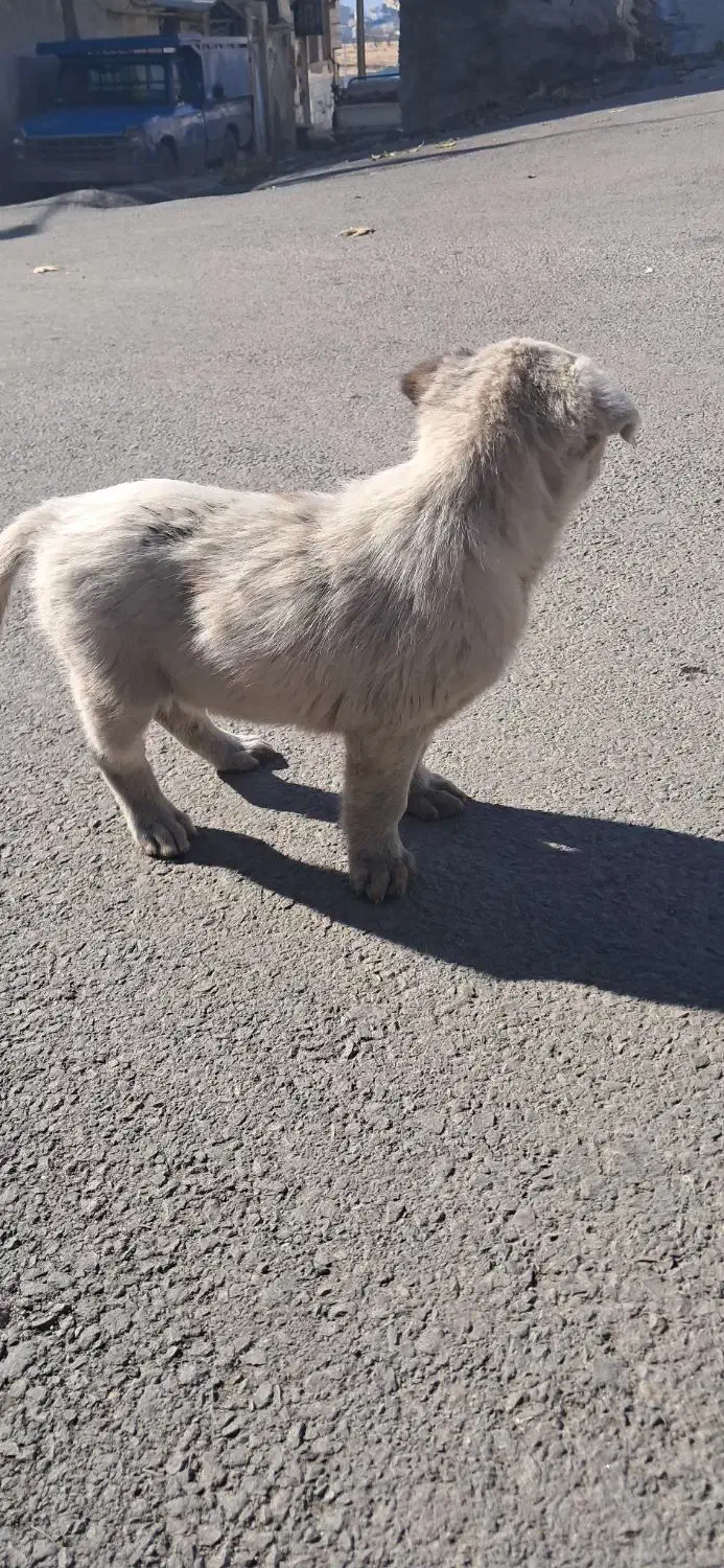 سگ چینی|حیوانات|بروجرد, |دیوار