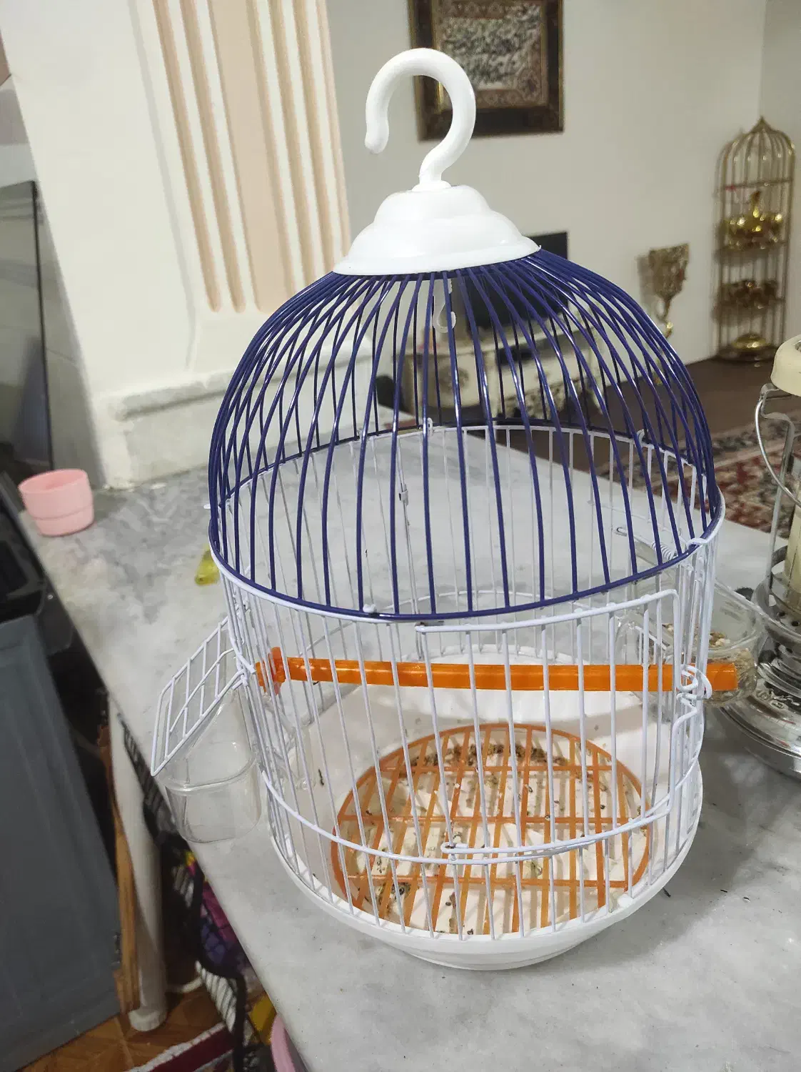 مینی طوطی|پرنده|تبریز, |دیوار