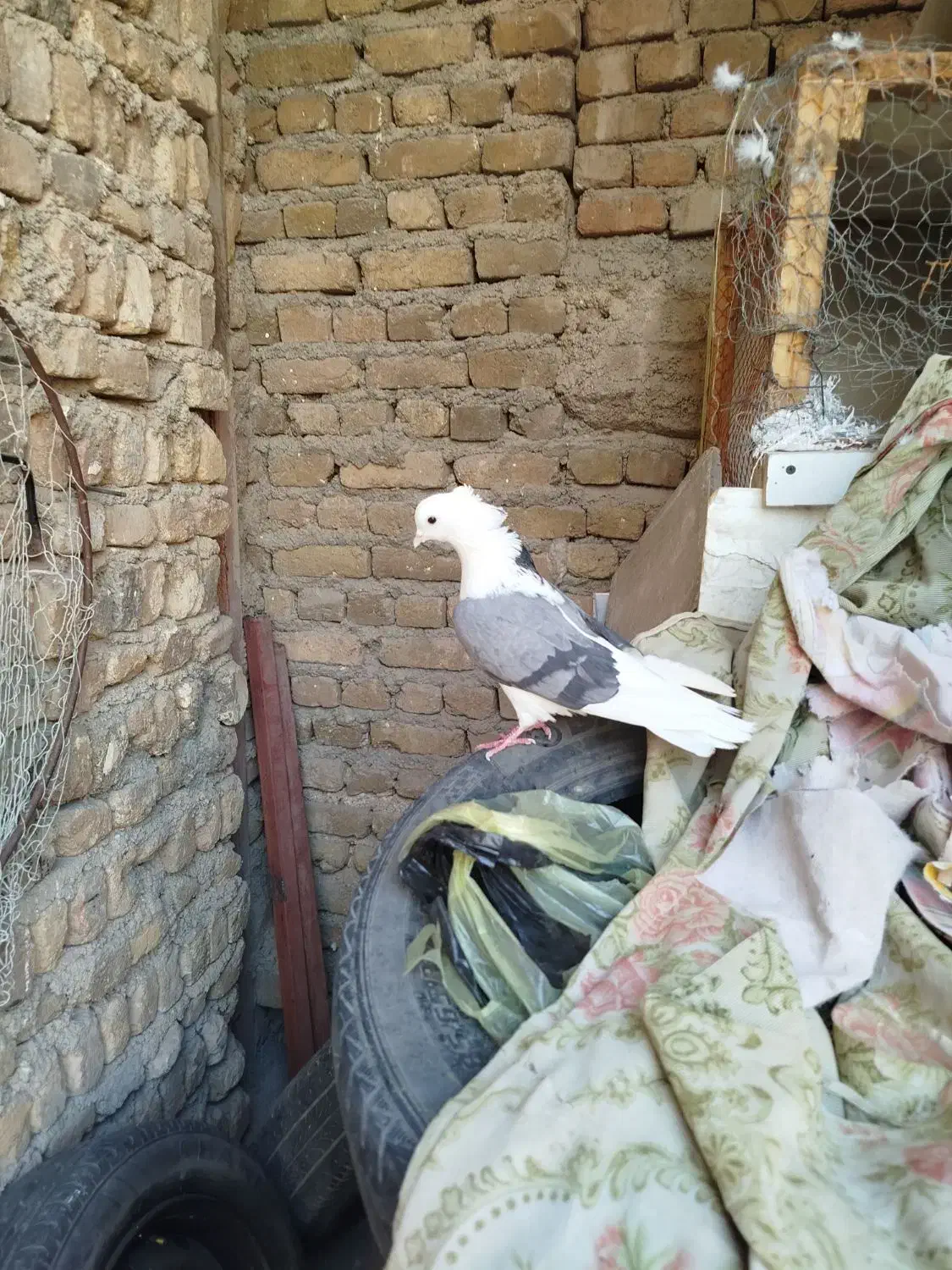 نر سرخ  نر سیاه  انتیک|پرنده|خرم‌آباد, |دیوار