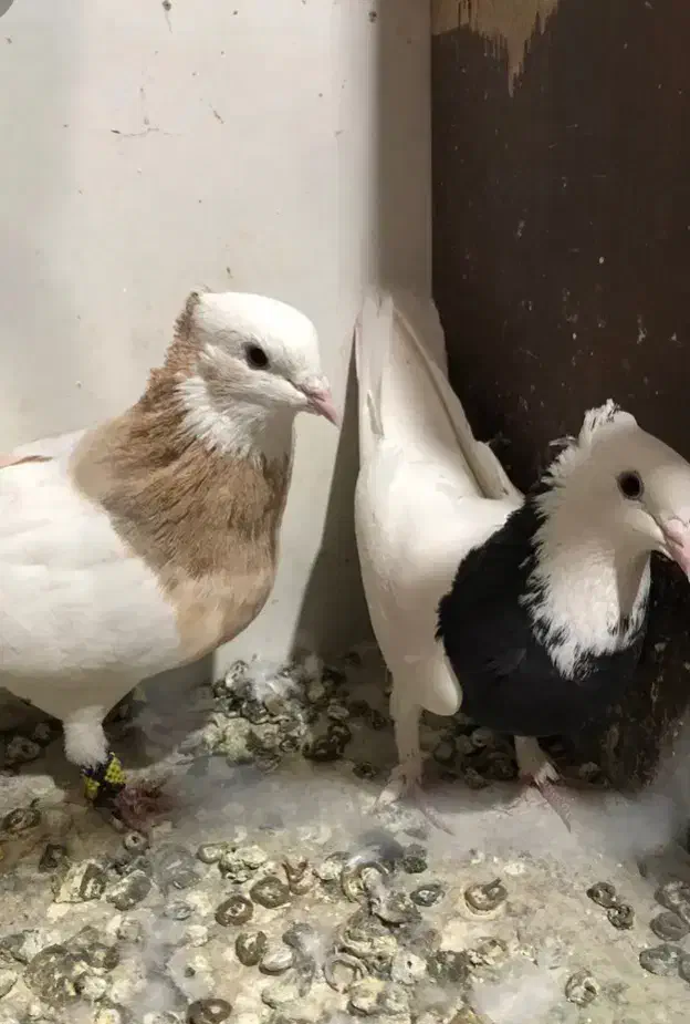 طوقی|پرنده|اسفراین, |دیوار