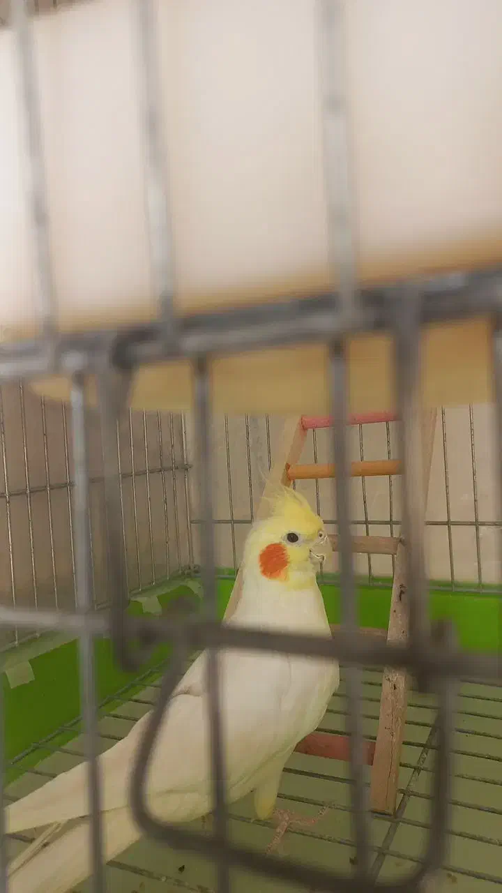 عروس هلندی سخن گو|پرنده|قزوین, |دیوار