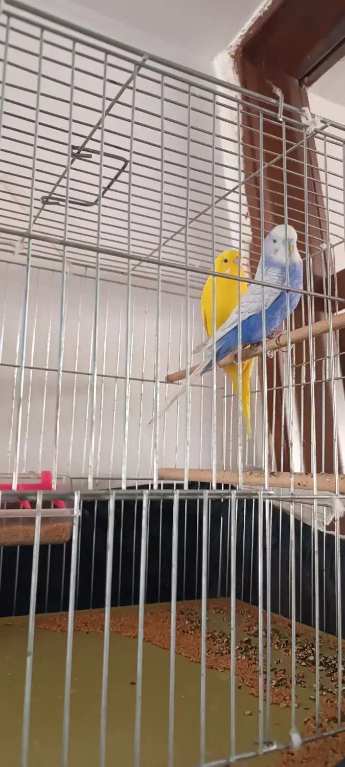 پرنده فروشی|پرنده|بوکان, |دیوار