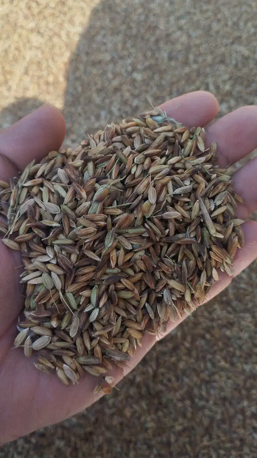 فروش شلتوک|عمده‌فروشی|کارون, |دیوار