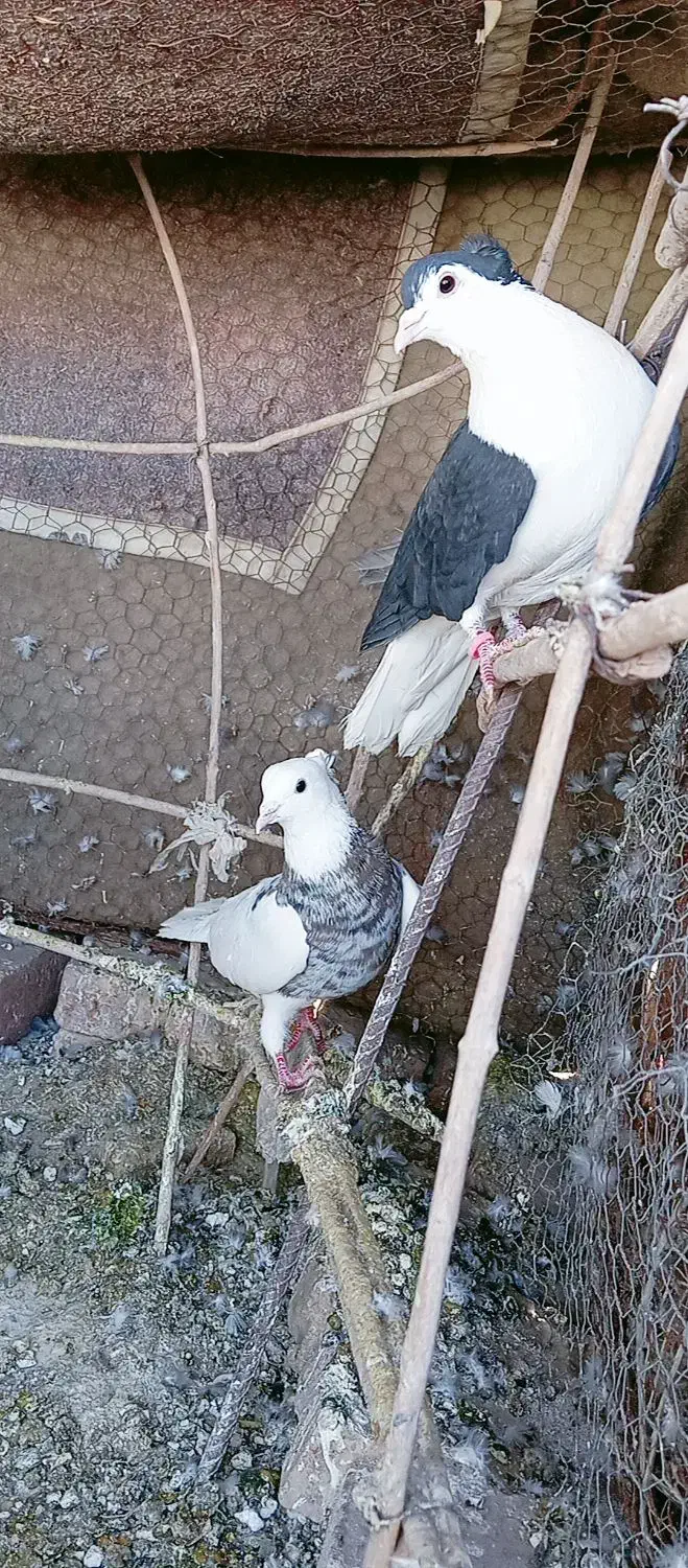 کفتر.|پرنده|خوسف, |دیوار