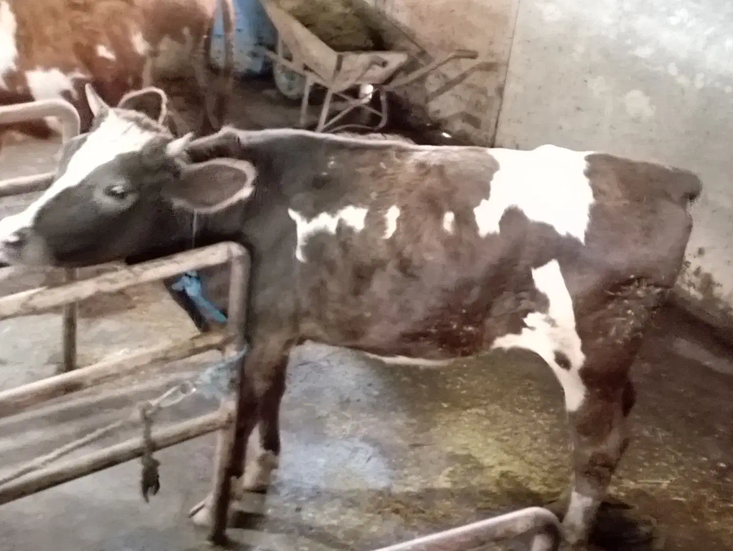 گوساله سیمینتال اصیل|حیوانات مزرعه|رشت, حومه رشت|دیوار