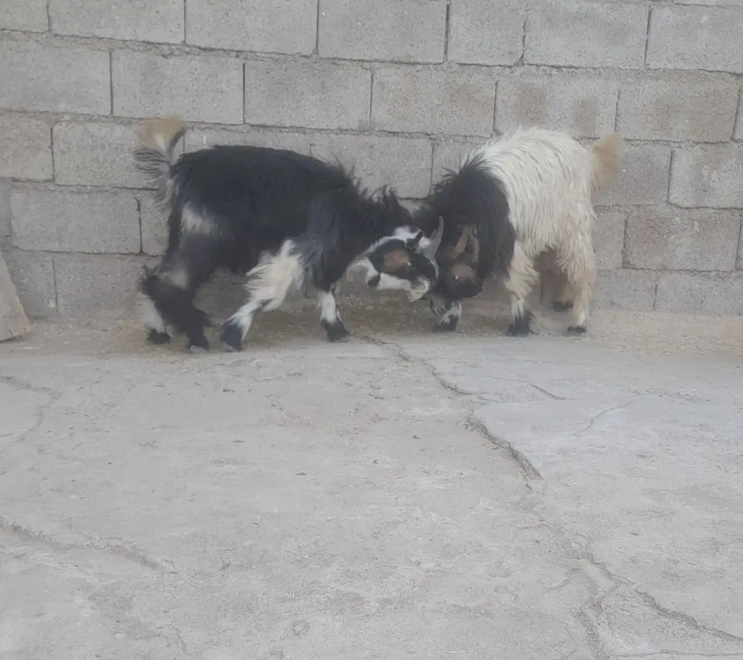 دوعدد بیگ نر پرواری آماده کشتار|حیوانات مزرعه|مسجد سلیمان, |دیوار