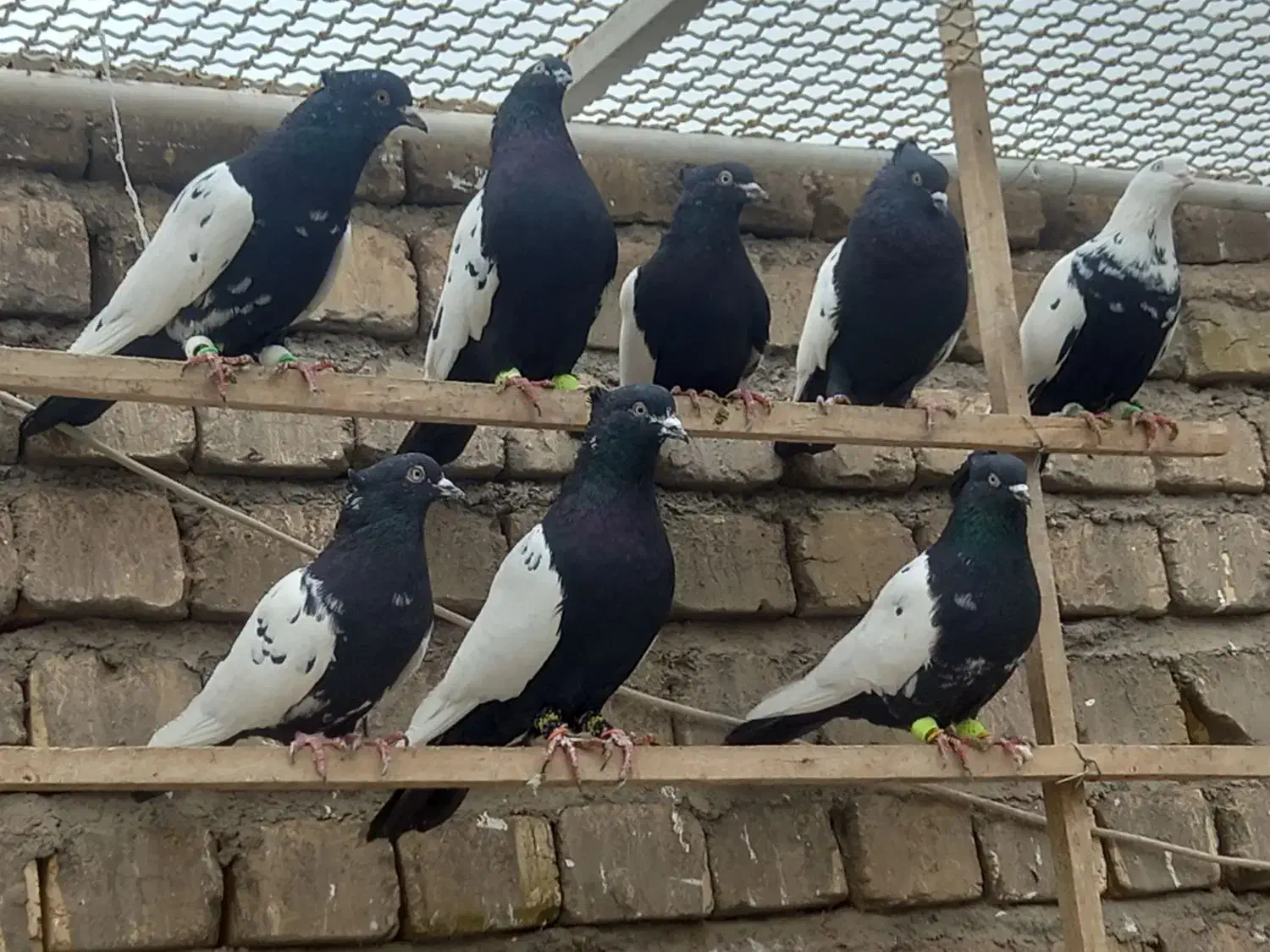 کبوتر کفتر رنگی|پرنده|قم, سراجه (۱۵ خرداد)|دیوار