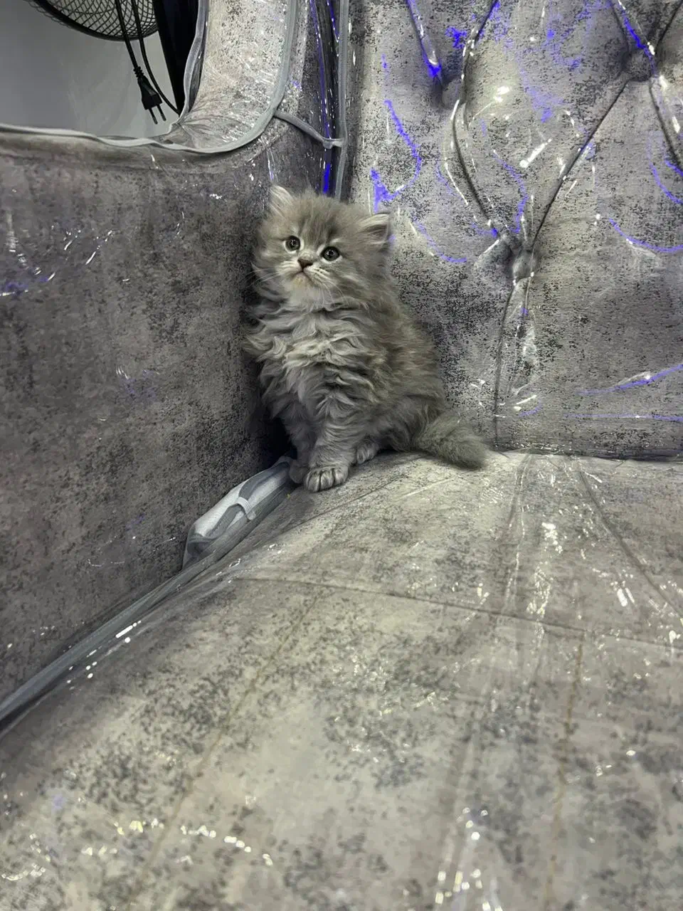 گربه پرشین ۲ ماهه|گربه|فولادشهر, مسکن مهر فولادشهر|دیوار